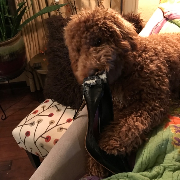 G + Ebenezer. Wonder who loves shoes more! - Picture 2 of 8